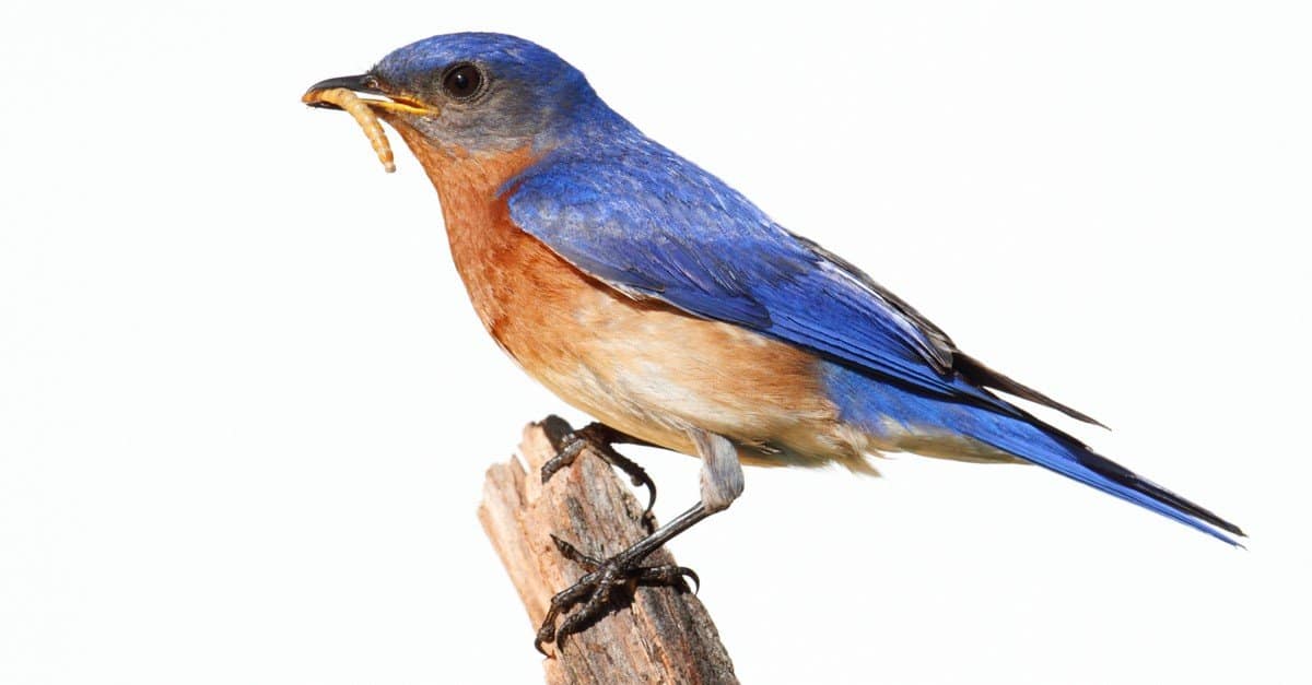 Western Bluebird vs Eastern Bluebird: quali sono le differenze?
