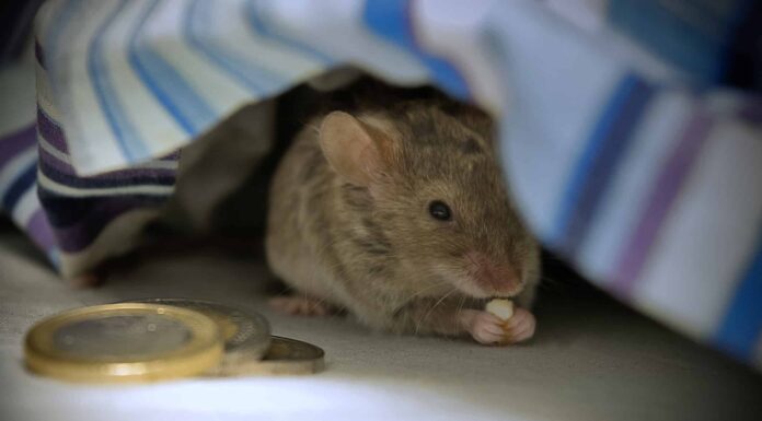 I topi possono vedere al buio?
