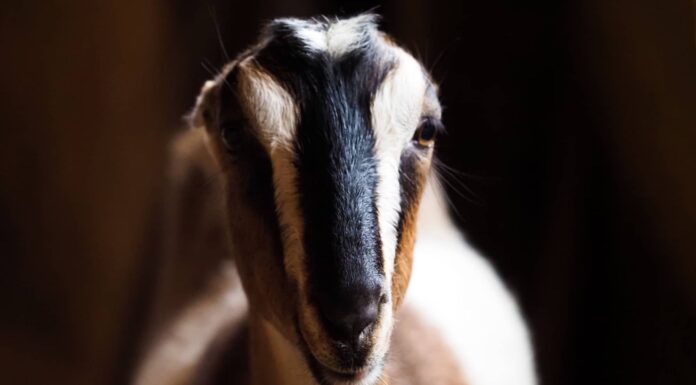 Le capre sono buoni animali domestici?
