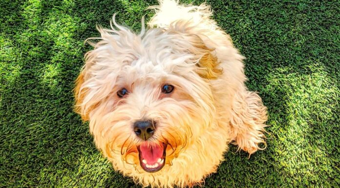 Poovanese vs Havapoo: le differenze chiave
