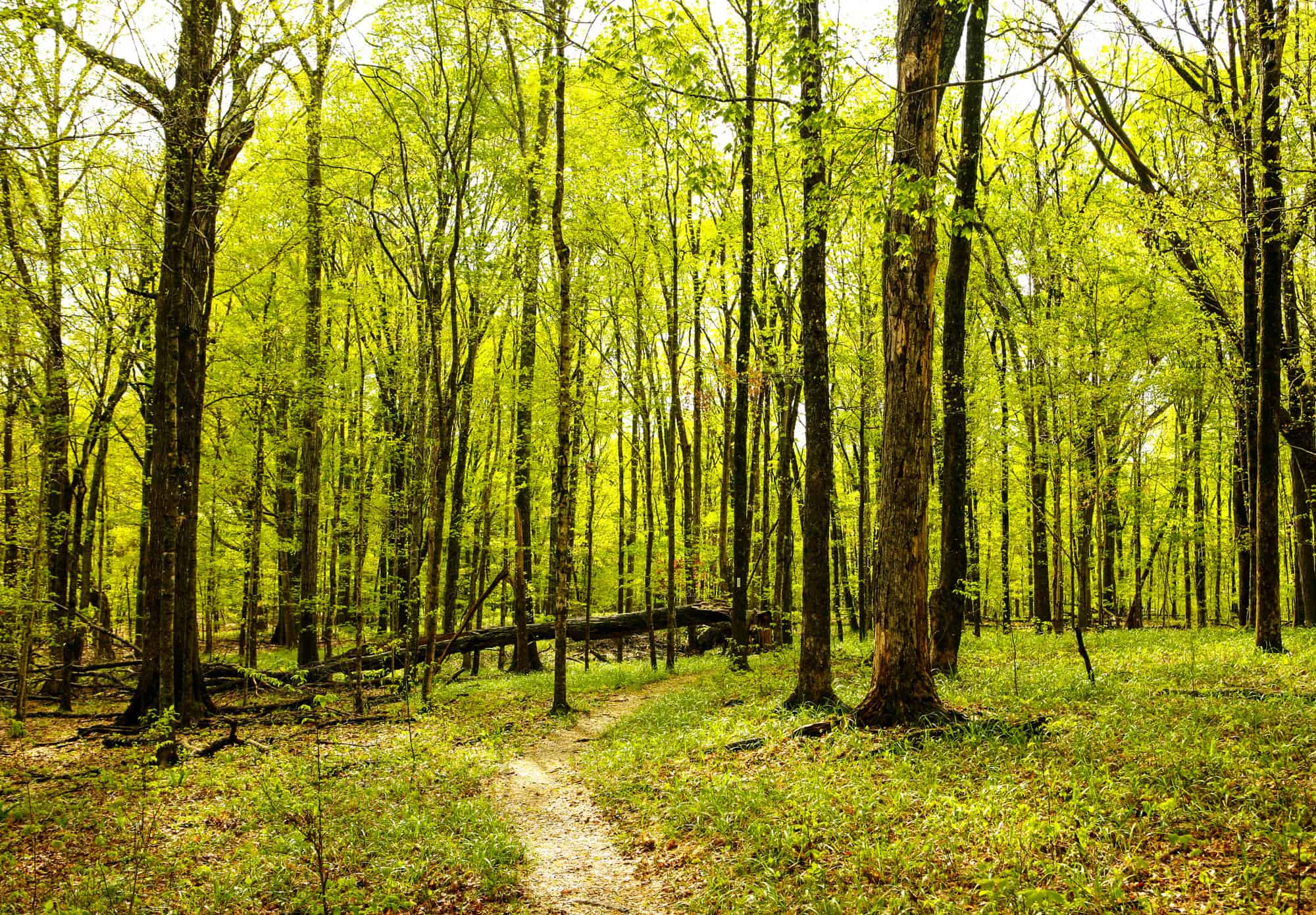 Dunbar Cave State Park