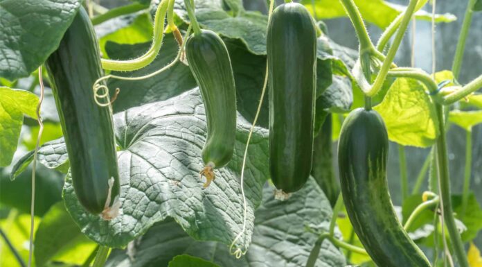 Zucchini vs Cucumber