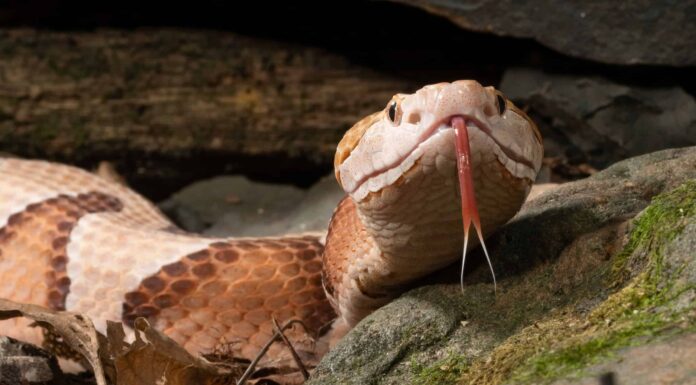Guarda come è incredibilmente veloce un attacco di serpente Copperhead al rallentatore
