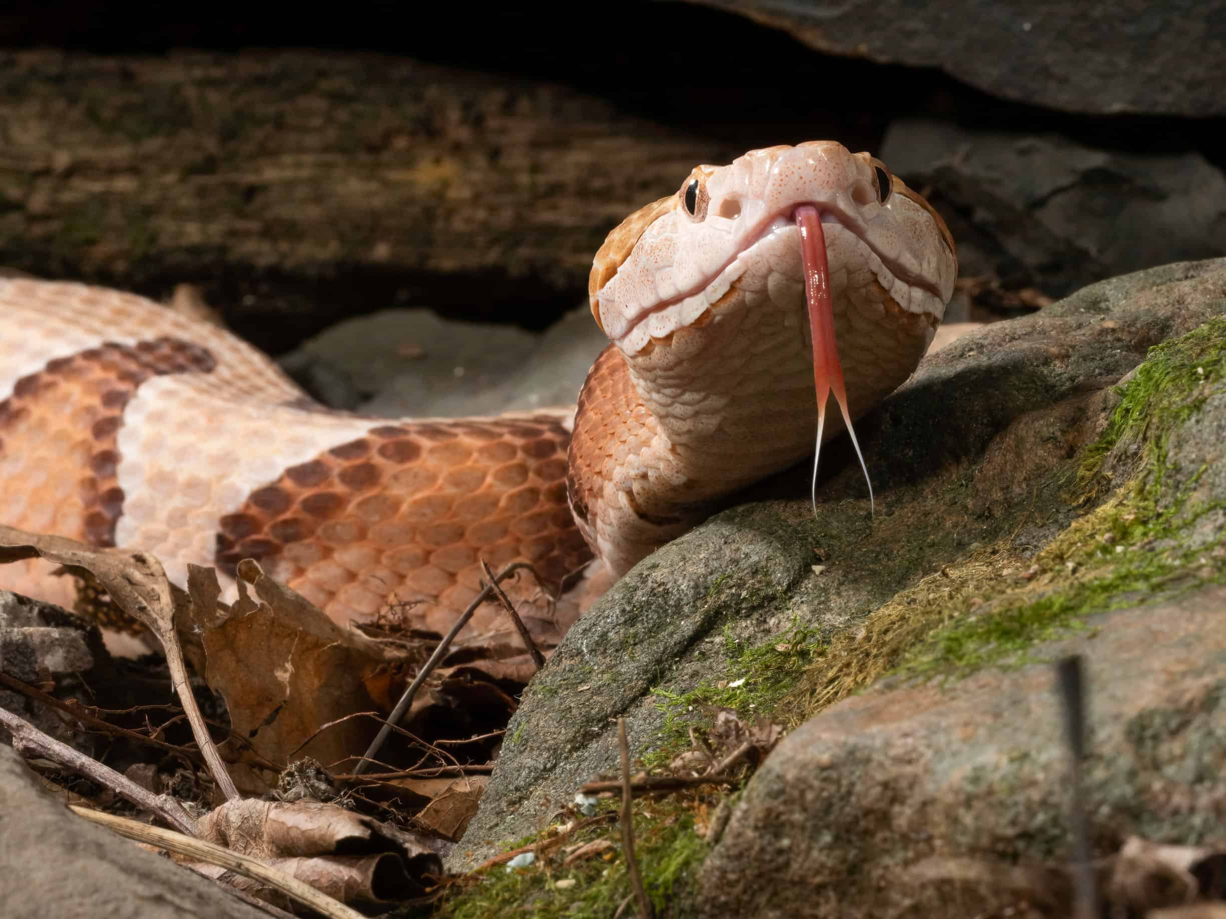 Guarda come è incredibilmente veloce un attacco di serpente Copperhead al rallentatore