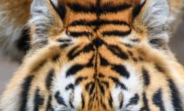 Gatti selvatici in Texas: cosa sono e dove vivono
