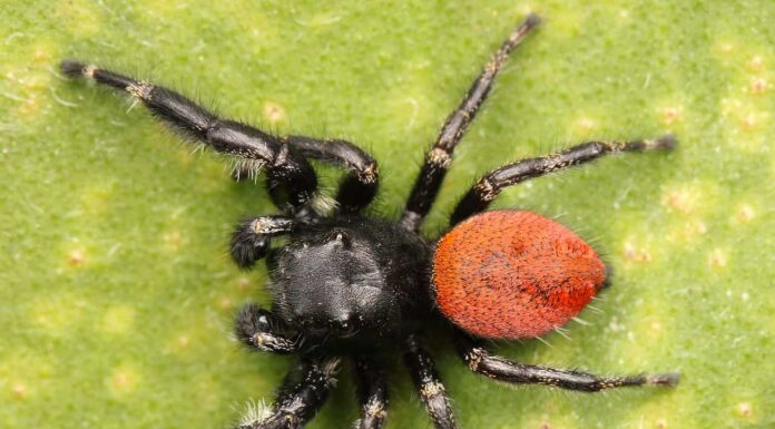 Scopri i primi cinque ragni più grandi e pericolosi del Montana quest'estate!
