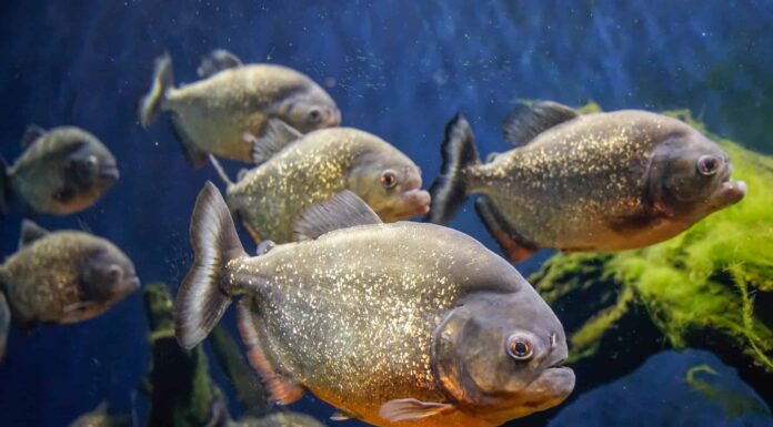 Cacca di pesce: tutto ciò che avresti sempre voluto sapere
