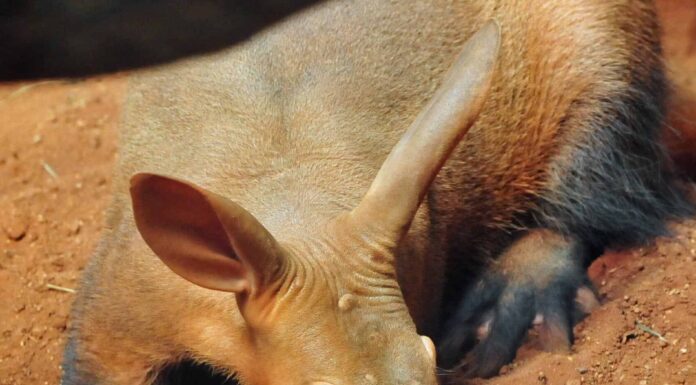 10 incredibili fatti di Aardvark
