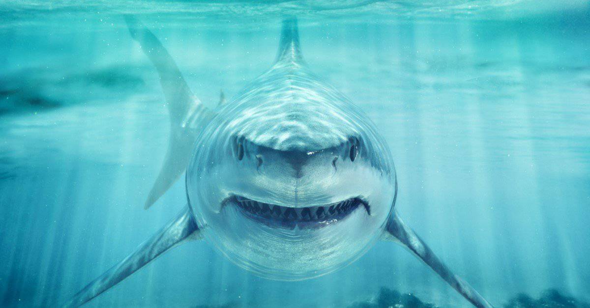 10 squali più grandi dei grandi squali bianchi