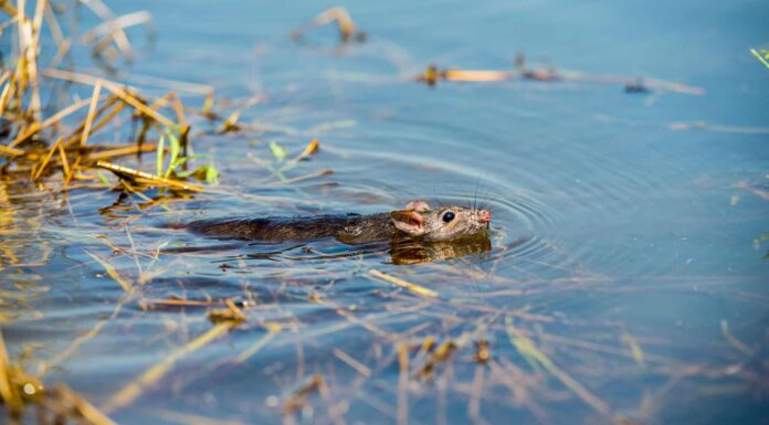 I topi sanno nuotare? rat swimming
