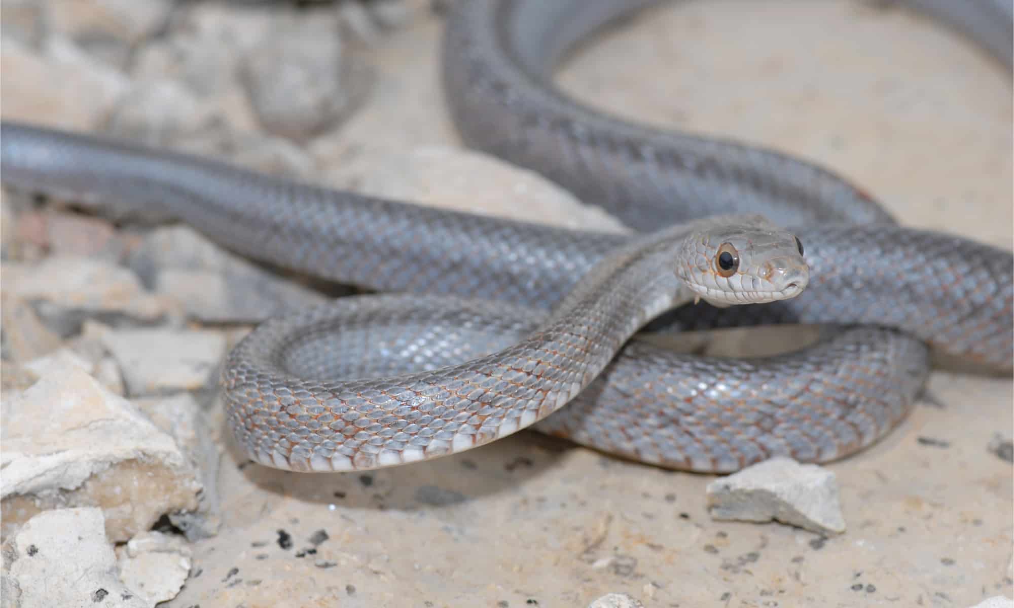 Scopri il serpente di ratto di Baird più grande mai registrato