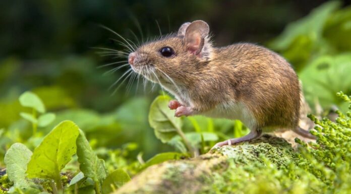 Quanti topi ci sono in casa mia? Ecco come scoprirlo La candeggina respinge davvero i topi?