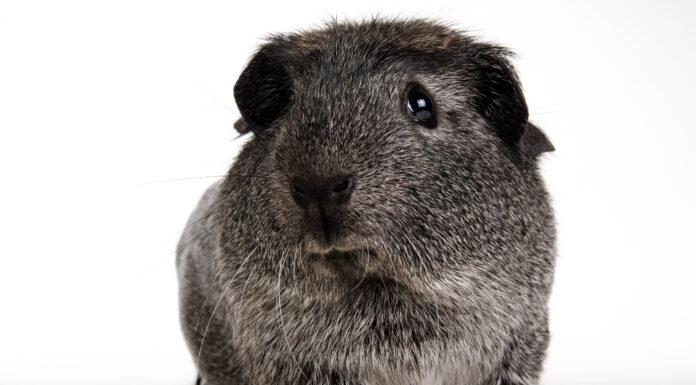 Cavia crestata inglese
