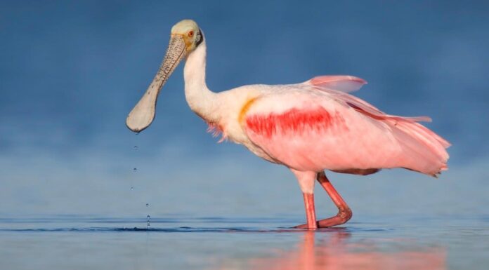 10 incredibili fatti sulla spatola rosata
