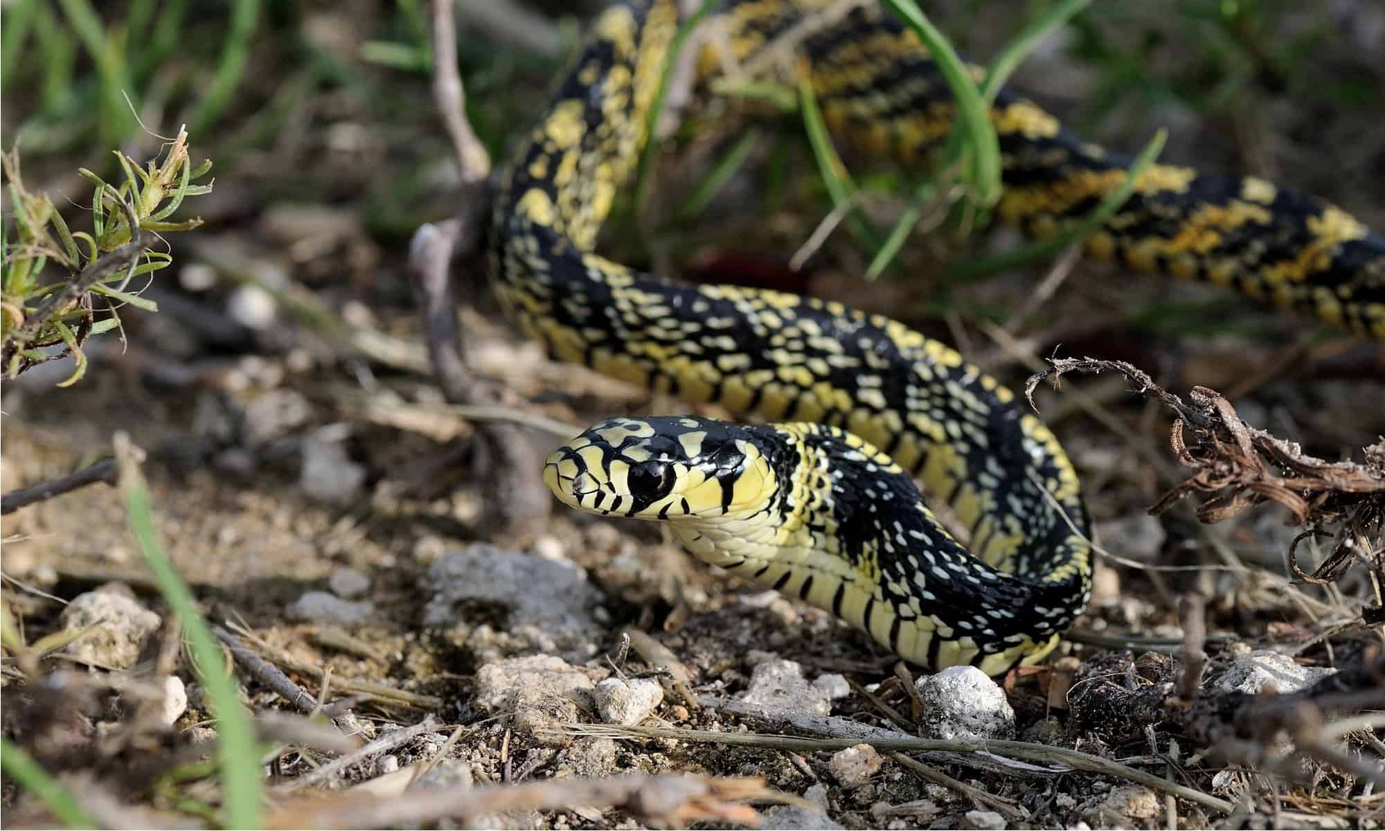 Copperhead vs Chicken Snake: quali sono le differenze?