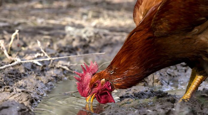 Quanto freddo è troppo freddo per un pollo per stare fuori?  Quanto è caldo è troppo caldo?
