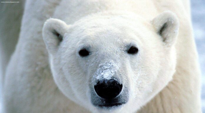 Scopri gli 8 animali più grandi dell'Alaska e dove li troverai
