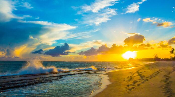 What Do Trout Eat - Rainbow Trout Bursting from Surface