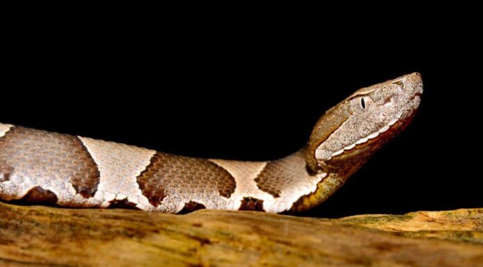 Come identificare un Copperhead: la guida in 5 passaggi (con immagini)
