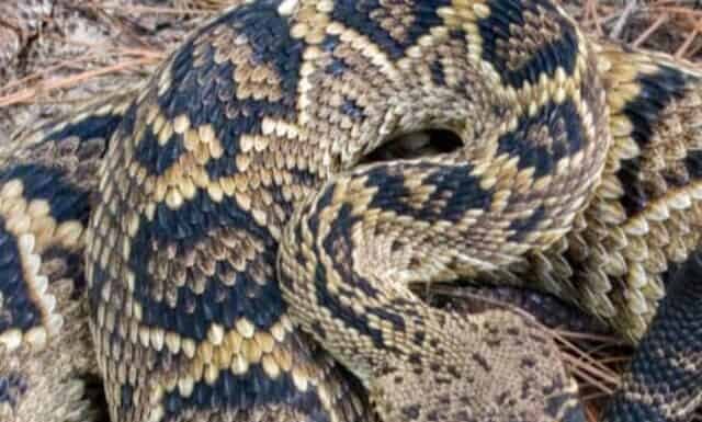 Guarda gli uomini nuotare con "Batman" - Mostro serpente a sonagli
