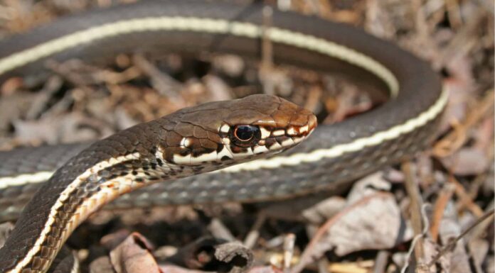 Striped Racer - Whipsnake