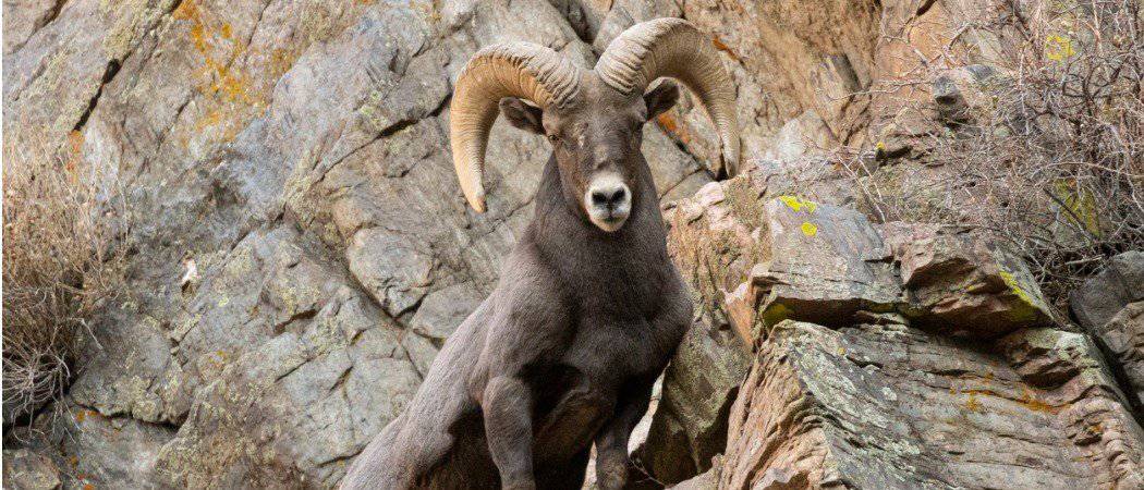 10 incredibili fatti sulle pecore Bighorn