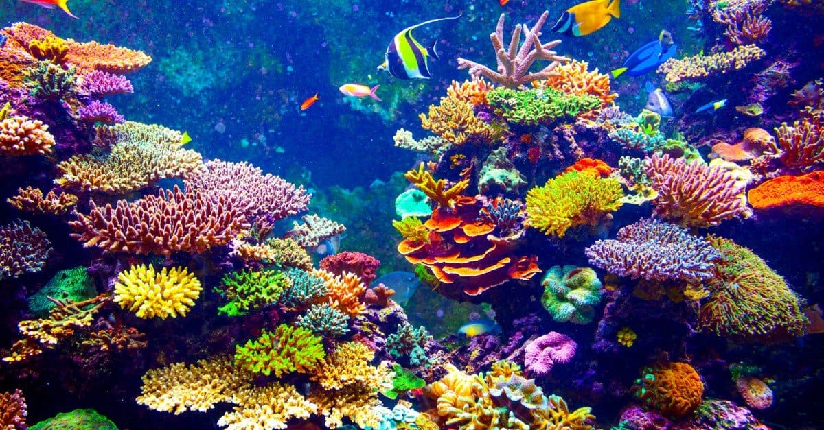 10 incredibili fatti sul corallo