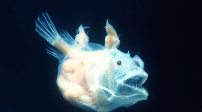 10 fatti incredibili sulla rana pescatrice
