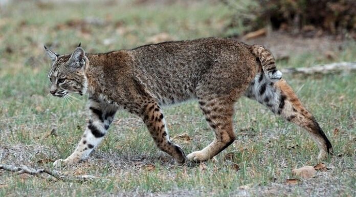 Scopri gli animali più veloci in West Virginia
