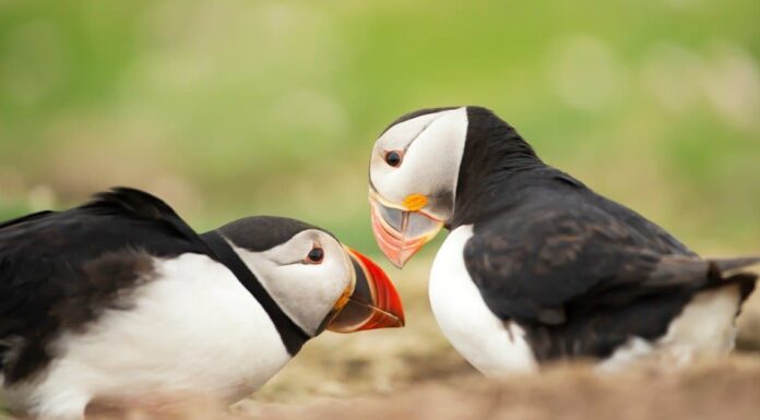 10 fatti incredibili sui pulcinella di mare
