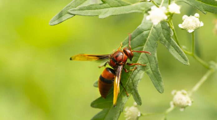 Vespe rosse in Texas: identificazione e dove si trovano
