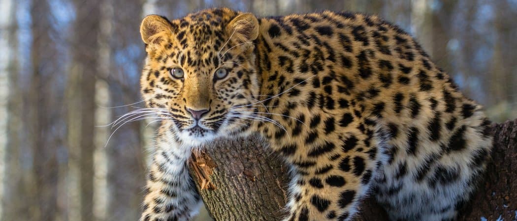 10 incredibili fatti sul leopardo dell'Amur