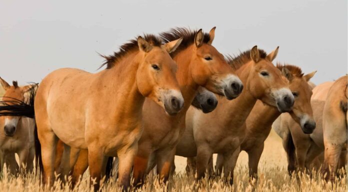 Yellowstone Horseback Riding: come farlo e i migliori percorsi
