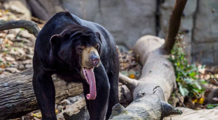 10 incredibili fatti sull'orso del sole
