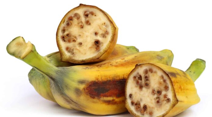 Plantain vs Banana