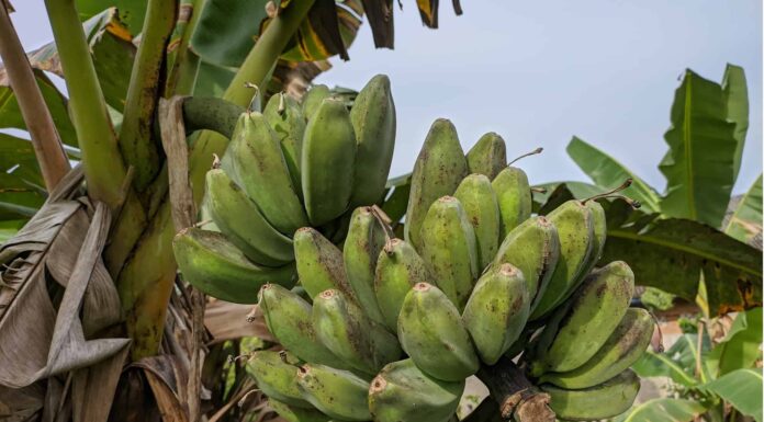 Plantain Tree vs Banana Tree