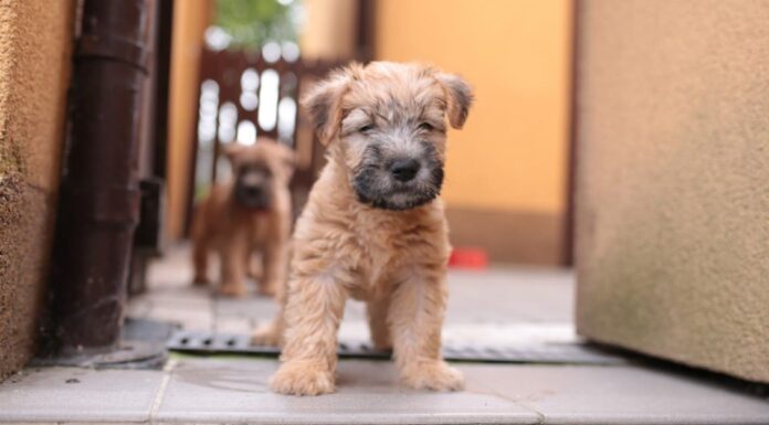Whoodle vs Wheaten Terrier: quali sono le differenze?
