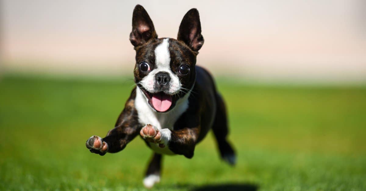 A 1.5 year-old Boston Terrier.