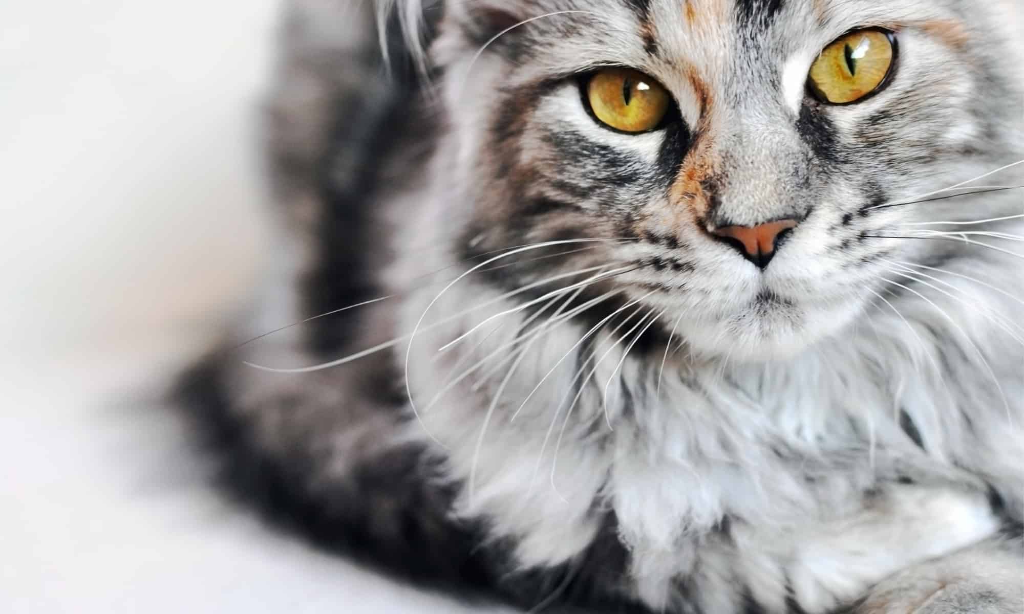 Ragamuffin contro Maine Coon
