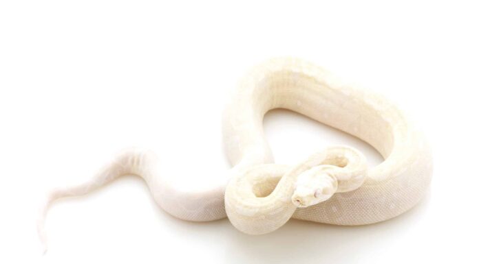 chiaro di luna buono
