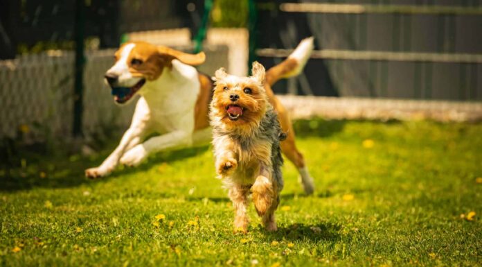 Adorable and adopted laying down at the dog park.