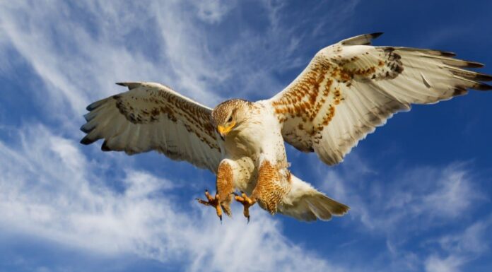 A The Best Nest Boxes Birds Will Actually Use for 2022