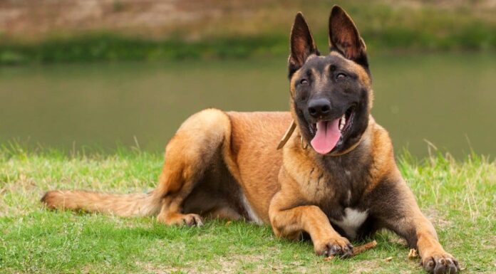 I 4 migliori parchi per cani a Chandler
