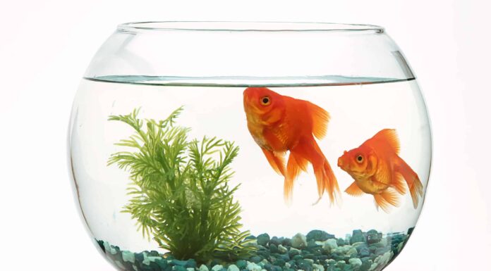 I 6 pesci domestici più costosi da assicurare e perché
