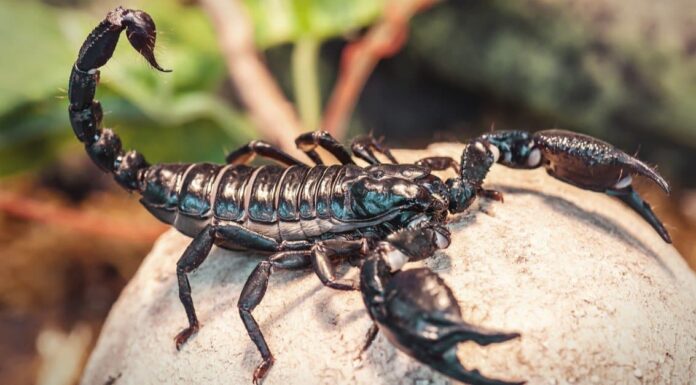 2 Scorpioni in Alabama
