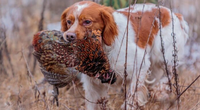 Bretagna francese vs Bretagna americana: spiegate le differenze chiave
