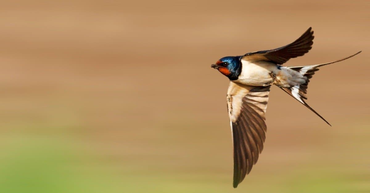 Cliff Swallow vs Barn Swallow: quali sono le differenze?