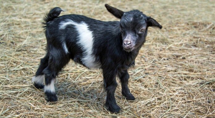 Quindi, perché le capre svenute svengono?
