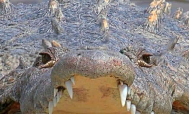 Guarda un gigantesco coccodrillo cannibalizzare un coccodrillo più piccolo
