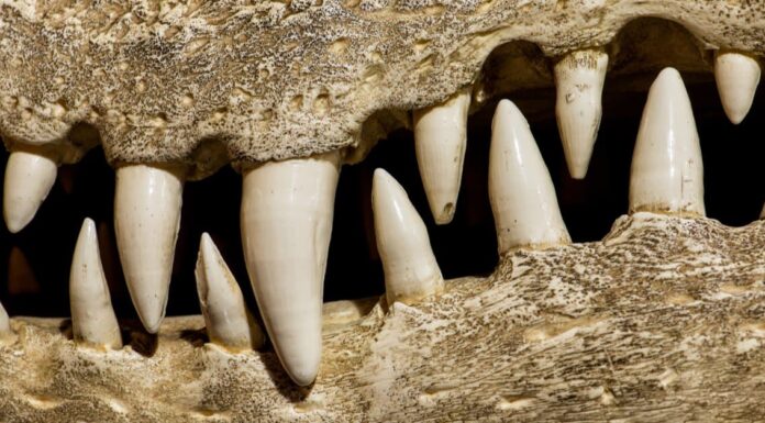 Guarda questo alligatore che mangia un'intera tartaruga, guscio e tutto il resto
